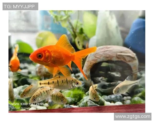 向鱼 王者:探索鱼类世界中的王者之争与生态平衡的深刻奥秘 向鱼 王者:探索鱼类世界中的王者之争与生态平衡的深刻奥秘